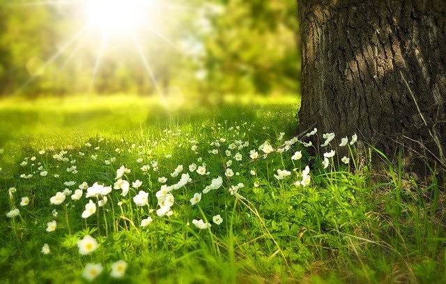 meadow in sunshine